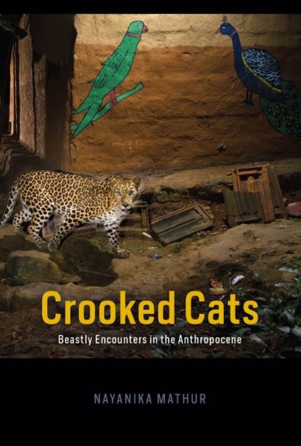 Nayanika Mathur Crooked Cats