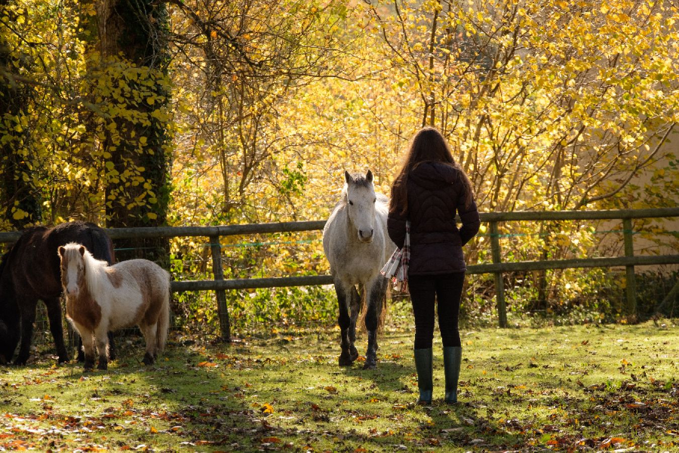 A white horse approaches a young woman in the autumn sunlight