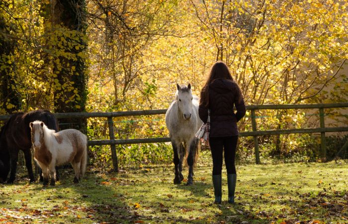 A white horse approaches a young woman in the autumn sunlight